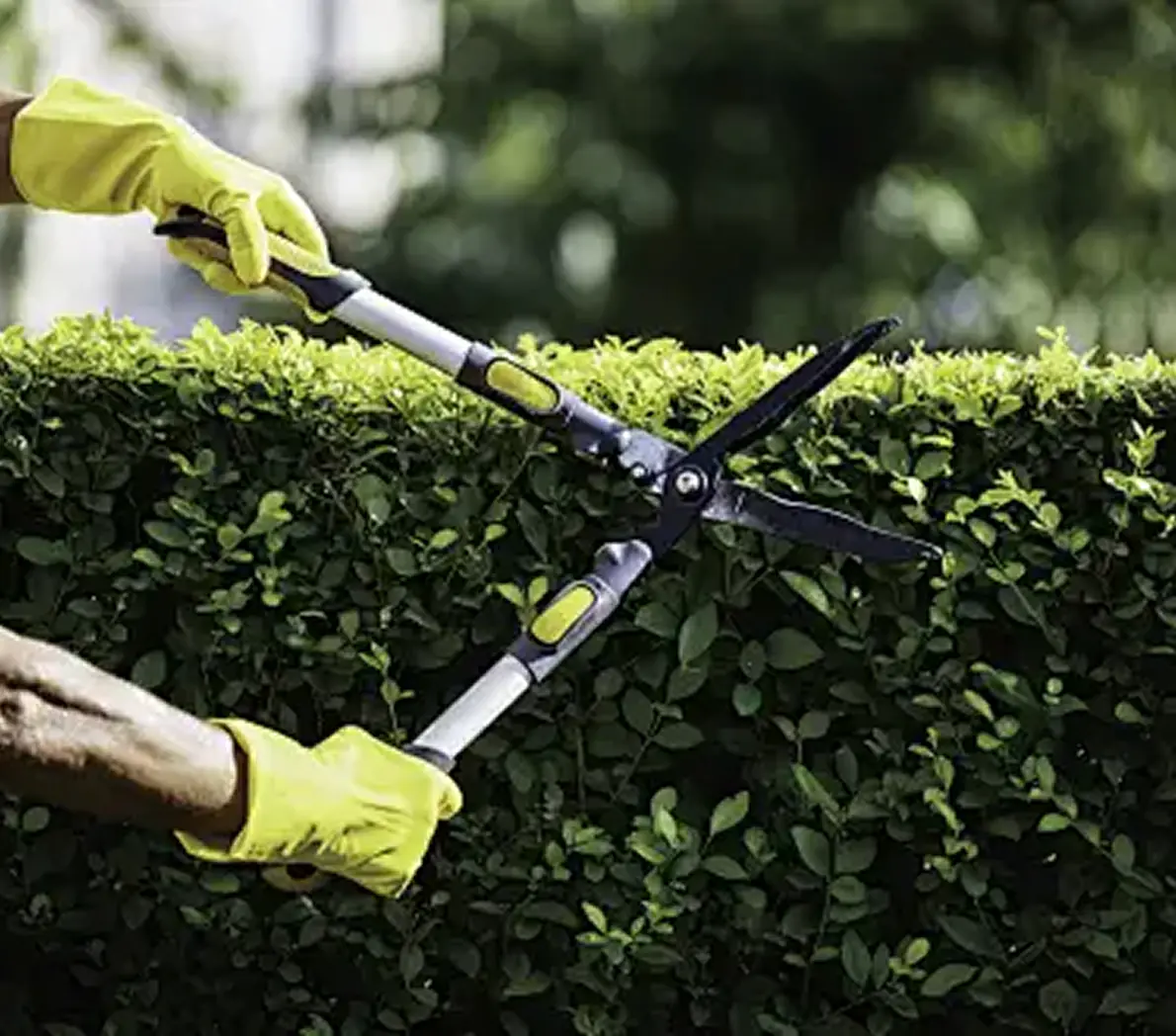 GardenSuppliesD 2025072409131048